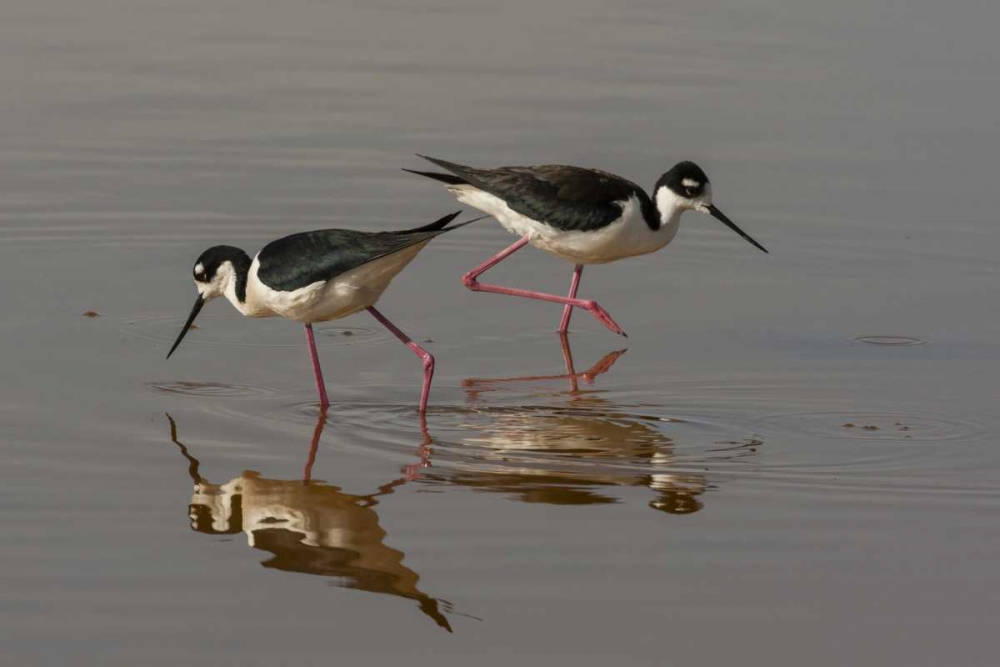 Utah, Bear River NWR Black-necked stilts feeding